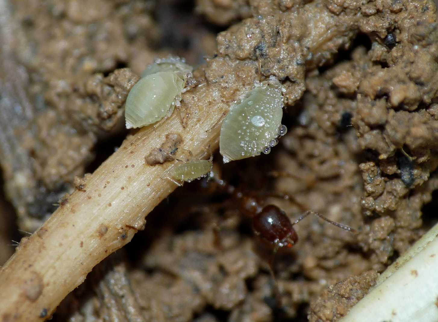 Forda formicaria, ospite formiche Aphaenogaster subterranea